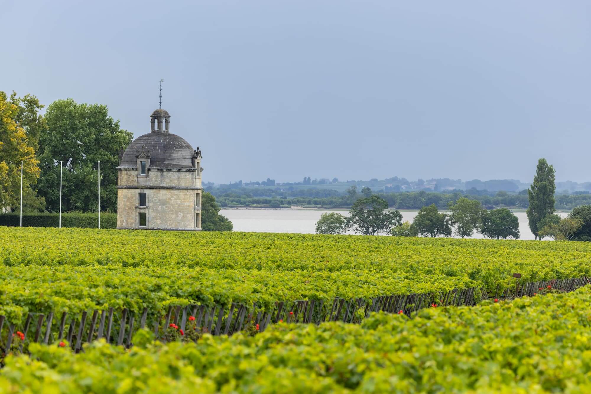 vignoble rouge